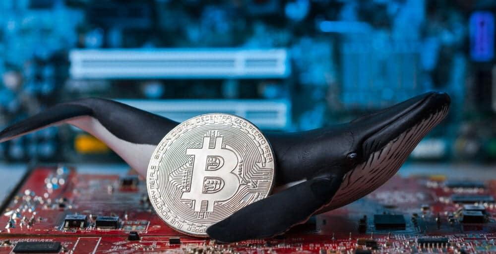 Dormant Bitcoin Whale Mobilizes $61 Million Holdings